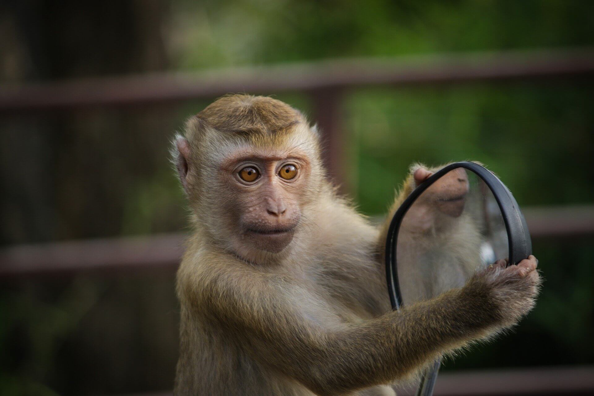 monkey-4788328_1920